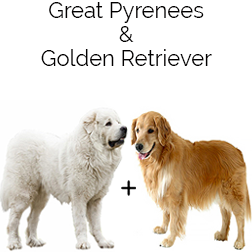 Golden Pyrenees Dog